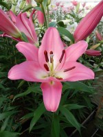 [4177 Brusago VH No02.JPG]